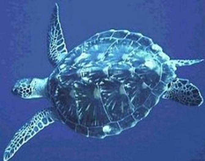 Adult Turtle