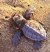 Young Caretta - Caretta